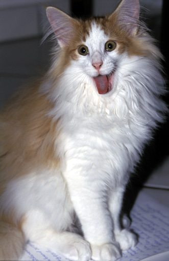 Gatti (69)
